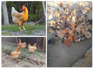 楊澤江農(nóng)產(chǎn)品供應基地 中國惠農(nóng)網(wǎng)上的優(yōu)質(zhì)食用農(nóng)產(chǎn)品批發(fā)伙伴